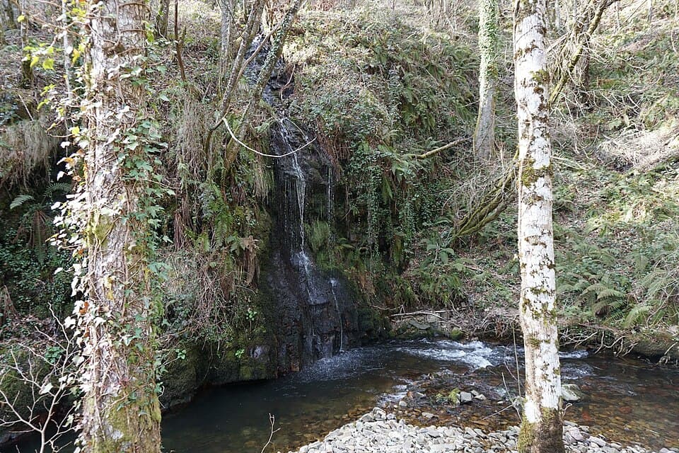 Bosque de Carballido (A Fonsagrada)