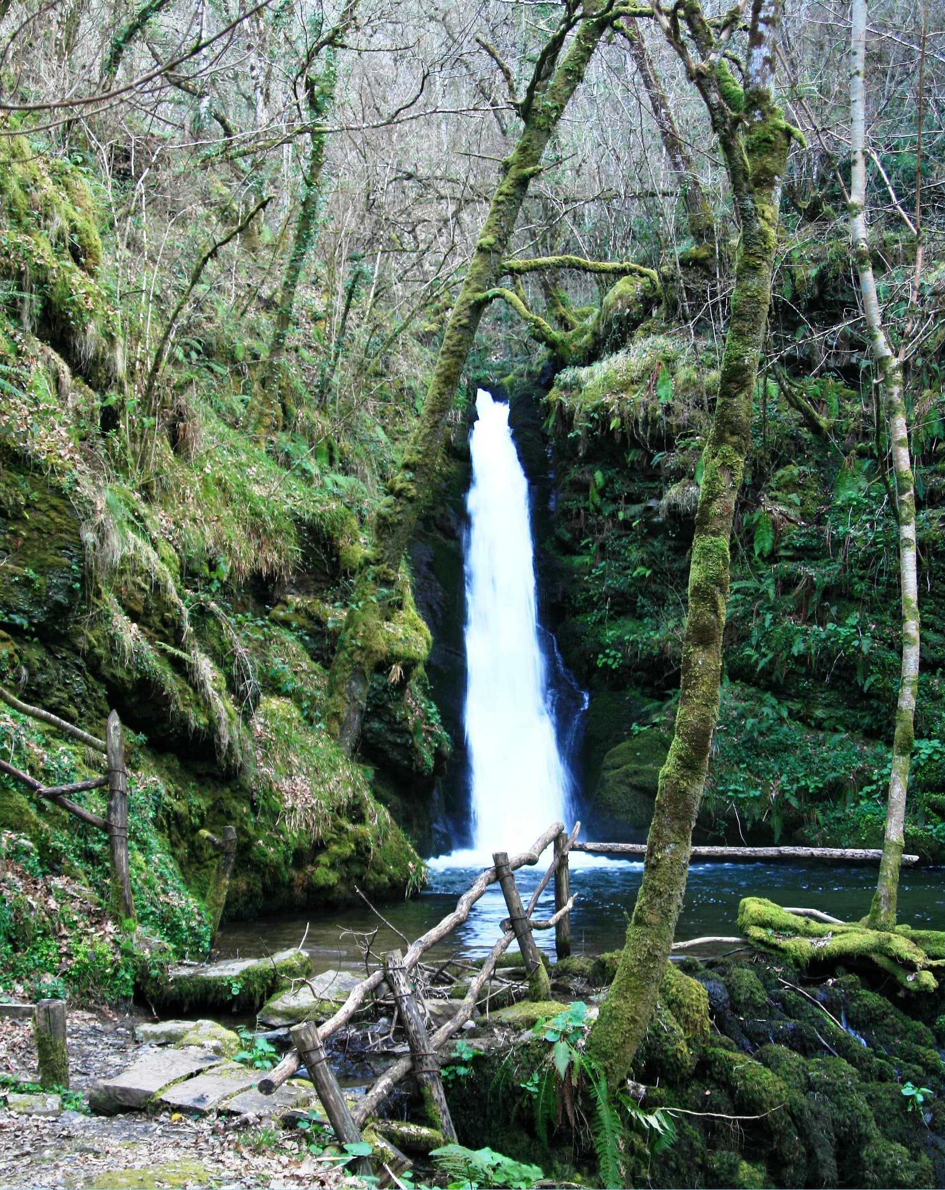 Seimeira de Queixoiro