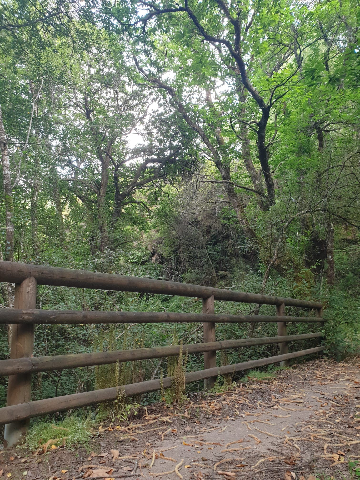 Naturaleza gallega a tu alrededor